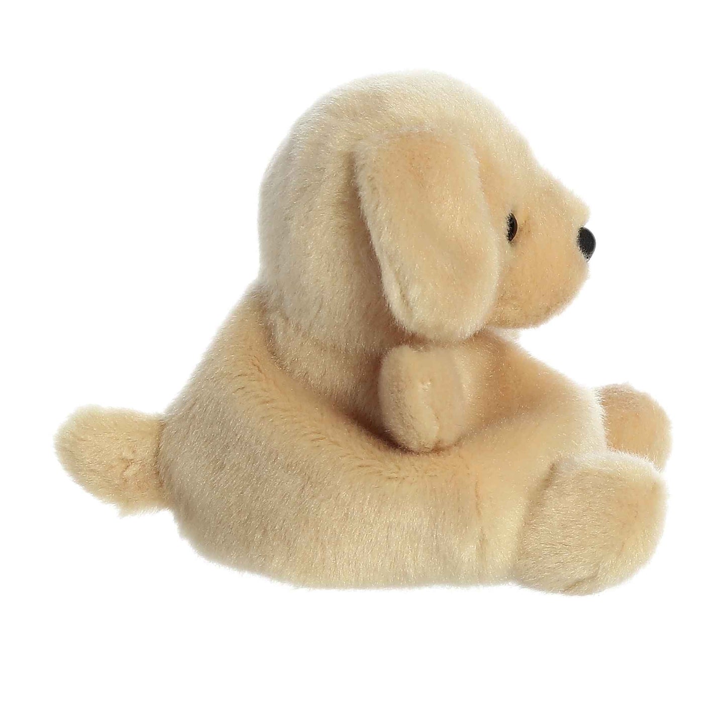 Sunny Lab